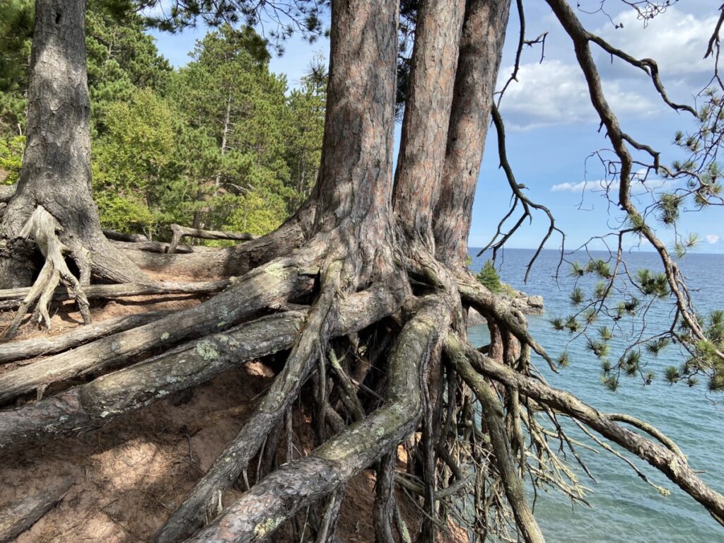 Two trees supporting eachother on cliff